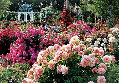 Keisei Rose Garden